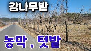 7503번) 작은땅 감나무밭 매매 주말농장 텃밭 농막설치 함안토지 함안땅 매매