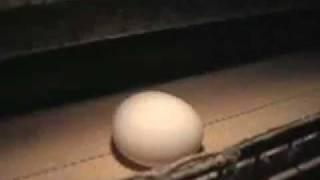 Ohio Fresh Eggs Investigation (Mercy For Animals)