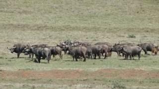 Fight between 2 young lions and buffalo