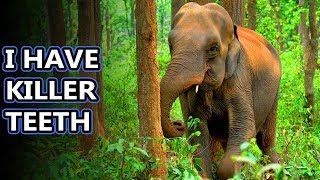 Asian Elephant facts: gentle giants | Animal Fact Files