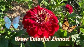 Colorful Zinnias: Tour & Grow Guide