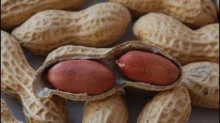 CNY 2022: How to make 5Spice flavoured Dried Peanuts on Shells for Candy Box...五香花生干