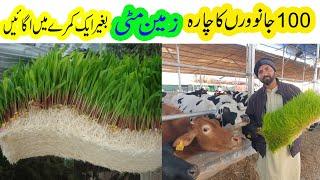 hydroponic farming II cheep food for farming II hydroponic farming in pakistan