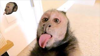 Capuchin Monkey LOVES His Pet Human!(SUBTITLES)