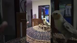 singing is his passion #shorts #cockatiel #pets