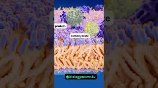 Cell Membrane 3D Animation 360 Degree| Fluid Mosaic Model | Biology Animations @biologyexams4u