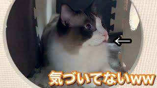 舌が出ちゃってることに全く気づかないラグドール猫