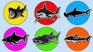 Sharks: Megalodon, Whale Shark, Great White Shark, Basking Shark, Hammerhead & Tiger Shark.  MN051