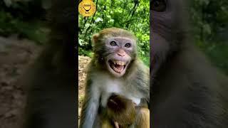 Animals Funny laughing Video | HappySmile #cats #dogs #cute #funny #laughing #happysmile #shortvideo