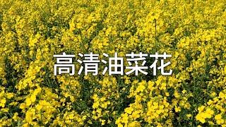 油菜花 Cole Flowers 4K视频测试，3840x2160 4k 60fps video test #科技分享