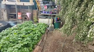 Raking Tagasaste Tree Flowers in My Garden for Healthy Compost for My New Sweet Potato Garden Patch!