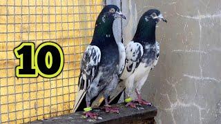 Purana Nar aur New Maada | Ch Sakhi Muhammad Bhatti Pigeons