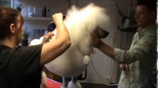 Pure Paws - Poodle show & maintenance grooming