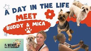 #A day in the life of a pet groomer- Meet Buddy the Shihtzu and Mica the Yorkshire terrier.