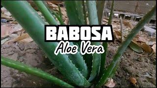 Fazendo Acontecer: Plantando BABOSA, ALORE VERA em Nossa Horta