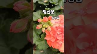당신꽃 #황영웅 구독&좋아요 #스타일스타 #shorts
