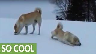 Livestock guard dogs go from play to work in seconds