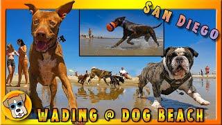 Wading in Surf on Early Spring Day at DOG BEACH ️ | Ocean Beach near San Diego | Full Episode 4K