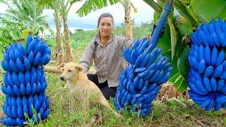 FULL 30 DAYS: Harvesting Green Bananas, Fresh Ripe Bananas,. Going to Market Sell | Dương Harvest