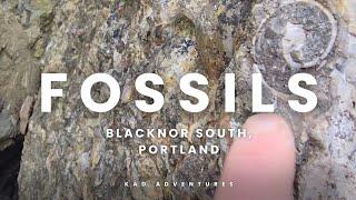 Best place to fossil hunt on the Jurassic Coast, UK #rock #fossil #discover