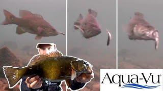 Ice Fishing Smallmouth Bass | Locations & Tactics + Underwater Strikes!