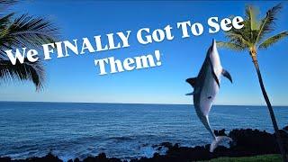 Two Steps Hawaii has SPINNER DOLPHINS! | Nosey Fish During Snorkeling | Sunset Kai Lanai Dinner