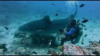 Cathedral Shark Dive in Beqa Lagoon, Fiji