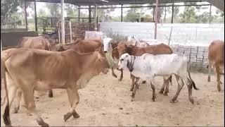 Pure Sahiwal Calf Available At Chanapatna | Fifteen Calf Available | Ph No 9606100149