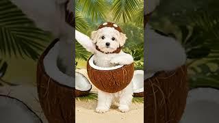 Cute Dog Dance  #dog #dance #dogdance #petdance #puppy