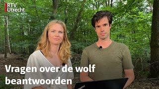 Q&A met wolvenexpert Glenn Lelieveld | RTV Utrecht