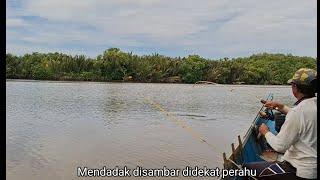 When the fishing rod was rolled in, suddenly a barramundi fish was caught near the boat.