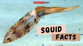 Squid Facts | More About The Giant Squids and Colossal Squids