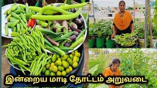 இன்றைய மாடி தோட்டம் அறுவடை|Terrace Garden Harvest @MaadithottamSachu