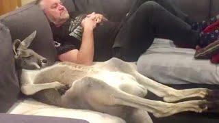 Rescue kanga-dog insists on daily couch cuddles with dad