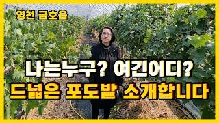 [영천토지매매] 오늘은 주택이 아닙니다! 급매 포도밭 소개할게요!