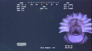 Alien looking creature drifting past ROV camera at over 7000ft near ocean floor