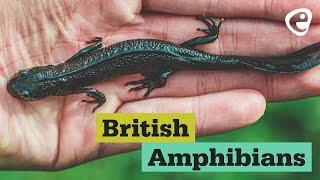 British Amphibians