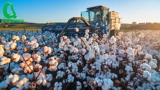 Los Secretos del Algodón: Lo Que Realmente Sucede Desde el Campo Hasta la Fábrica en EE.UU