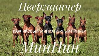 Цвергпинчер, карликовый, миниатюрный пинчер, МинПин, Miniature Pinscher