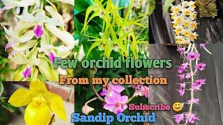 Few Orchid flowers from my collection ।।Sandip Orchid।।