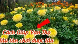 cách giúp vạn thọ tết lâu tàn chơi lâu - huỳnh thủy tinh vlog