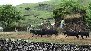 JAF Wild Bulls - Separar & Enjaular - (Separate & Cage) - Ilha Terceira - Açores - Portugal