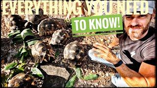 Beginner Instructions for Radiated Tortoise Care!