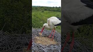 Потрібно поправити гілочки