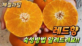 제철 레드향 숙성해서 드시고 가실께여~~~^^