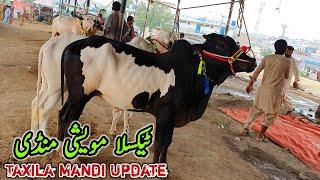 Today Taxila Mandi Latest Update 16 September 2022