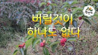 버릴것이 하나도 없다  꾸지뽕 산림 임업 농업 약용식물 임업후계자 약초 6차산업 경북농민사관학교 임산물 산림경영 귀농귀촌정보 숲해설사 숲경영체험림 임업직불금 농업경영체 항암약초