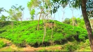 10 Best Resorts in Sreemangal | শ্রীমঙ্গল এর সুন্দর ১০ রিসোর্ট | Travel Guide