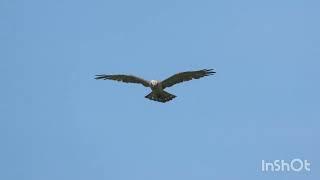 Orao zmijar (mladi) - Short-toed eagle (juvenile) - Circaetus gallicus