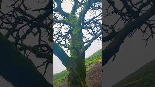 nature #travel #shortvideo #nature #mountains #travel with amaresh